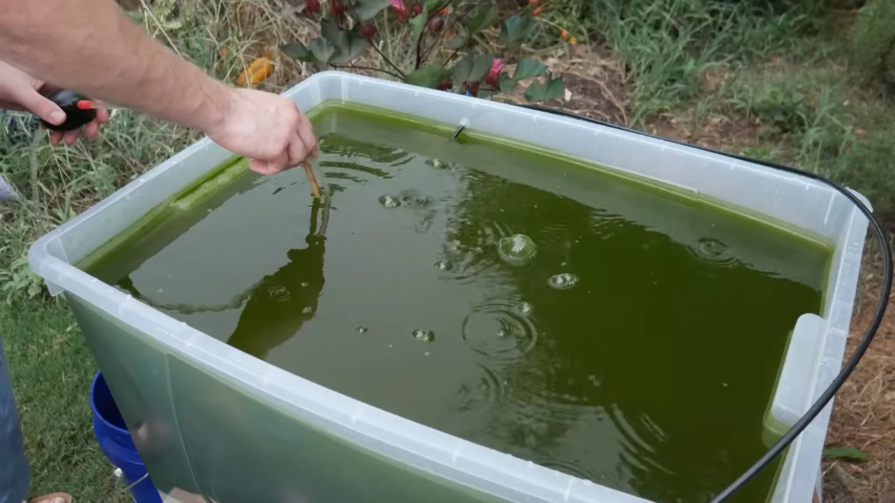 DIY Algae Biodiesel is Harder Than You Think
